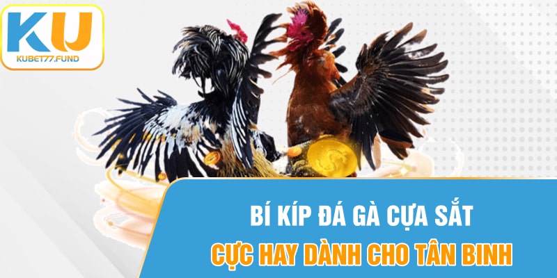 Bí kíp đá gà cựa sắt cực đỉnh dành cho người chơi mới