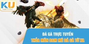 Đá Gà Trực Tuyến - Thỏa Mãn Đam Mê Đá Gà Từ Xa Tại KUBET77
