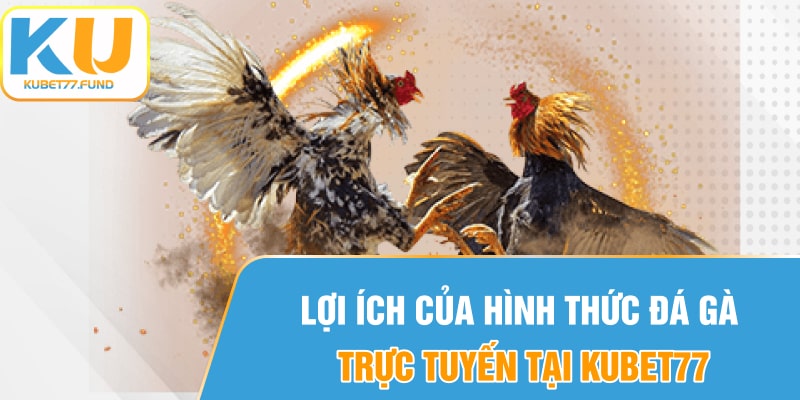 Lợi ích của hình thức đá gà trực tuyến tại KUBET77